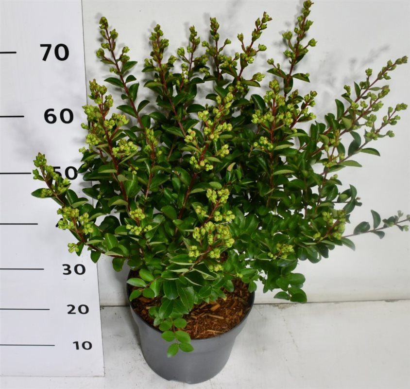 Горшечные цветы и растения оптом Lagerstroemia I. With Love Babe от 1шт из Голландии с доставкой по России