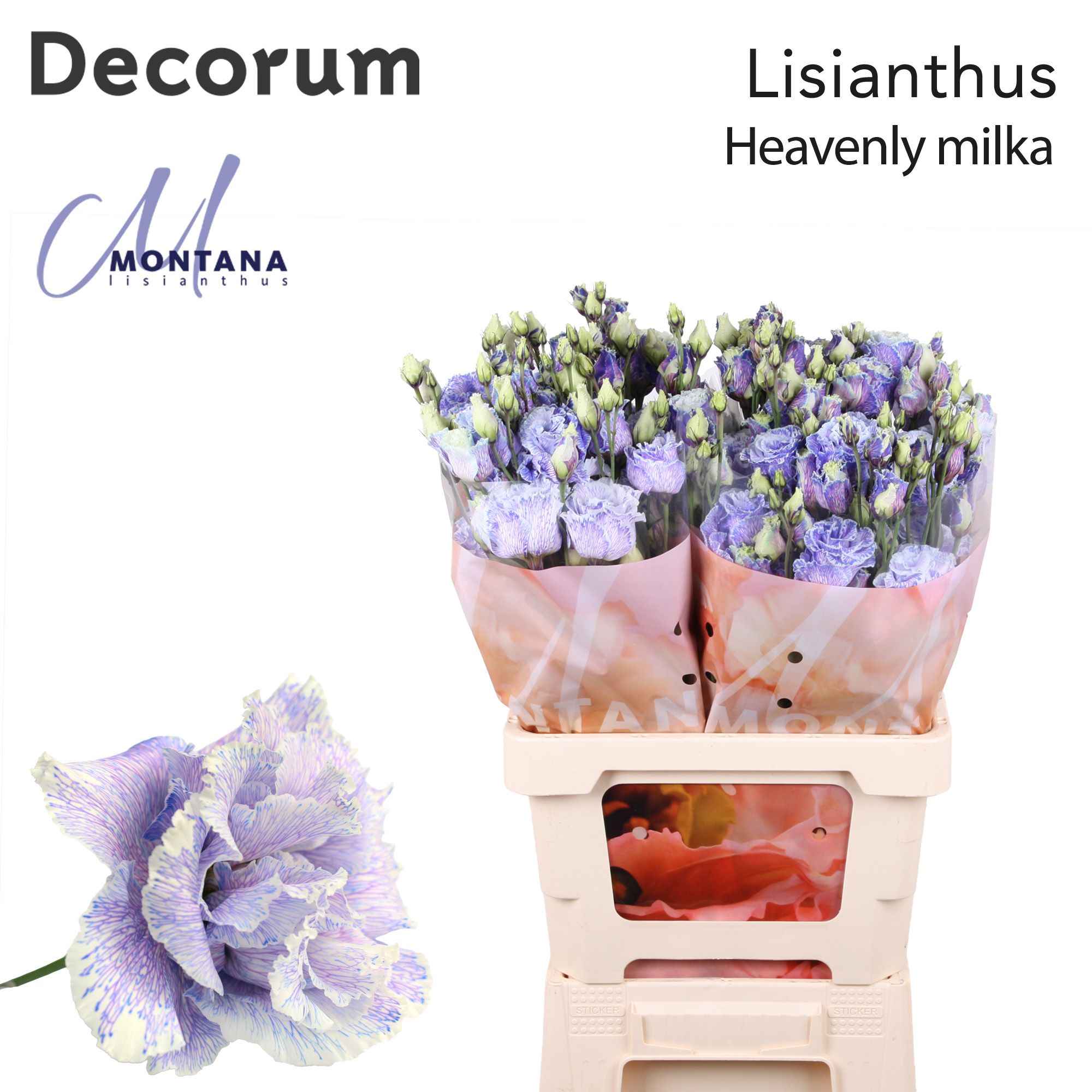 Срезанные цветы оптом Lisianthus do paint heavenly milka от 20шт из Голландии с доставкой по России