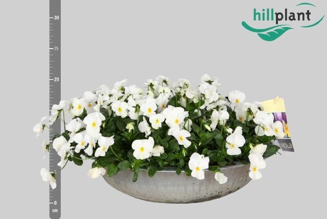 Горшечные цветы и растения оптом Vio Co Em White от 1шт из Голландии с доставкой по России