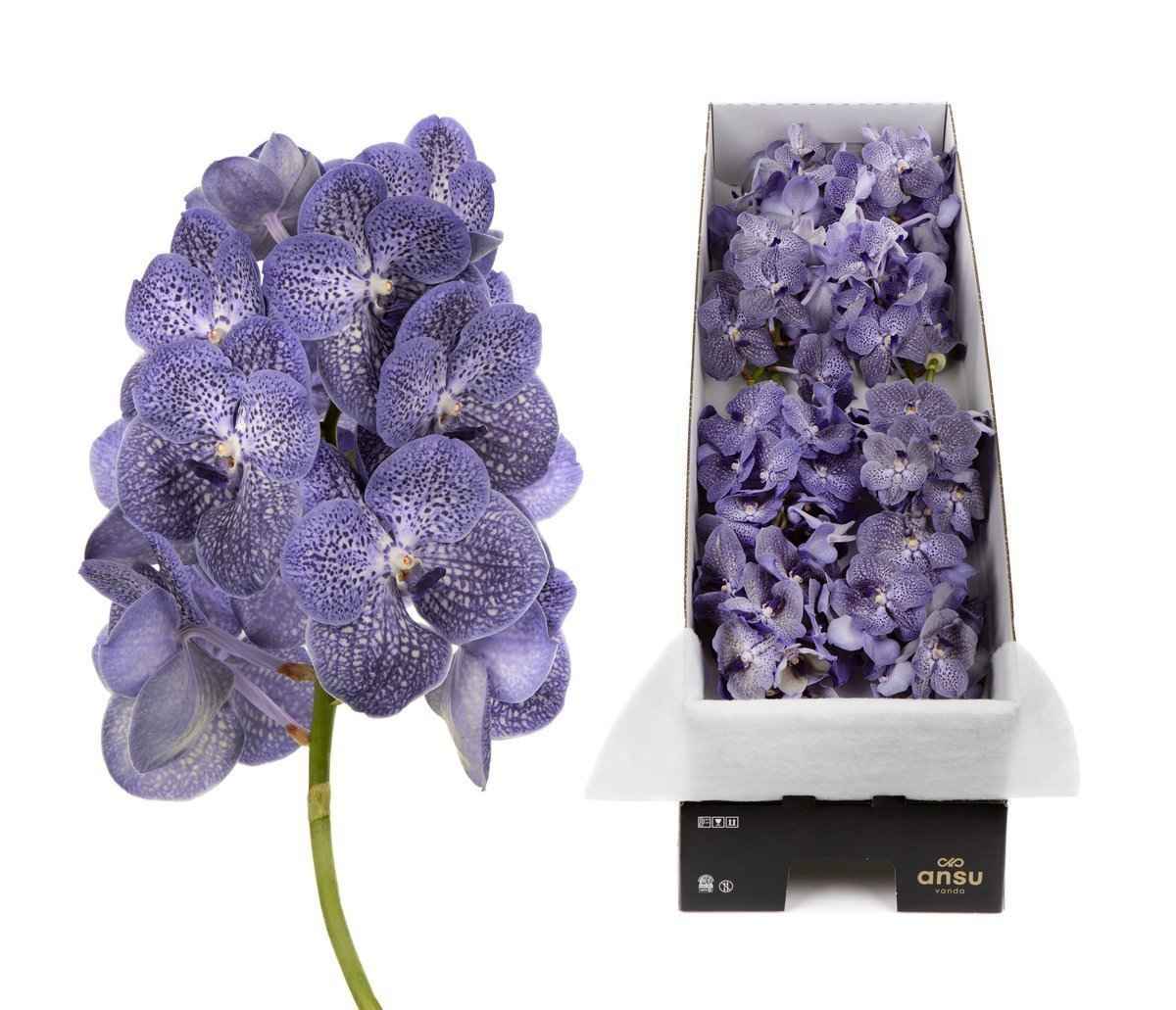 Срезанные цветы оптом Vanda violet blue spot per stem от 8шт из Голландии с доставкой по России