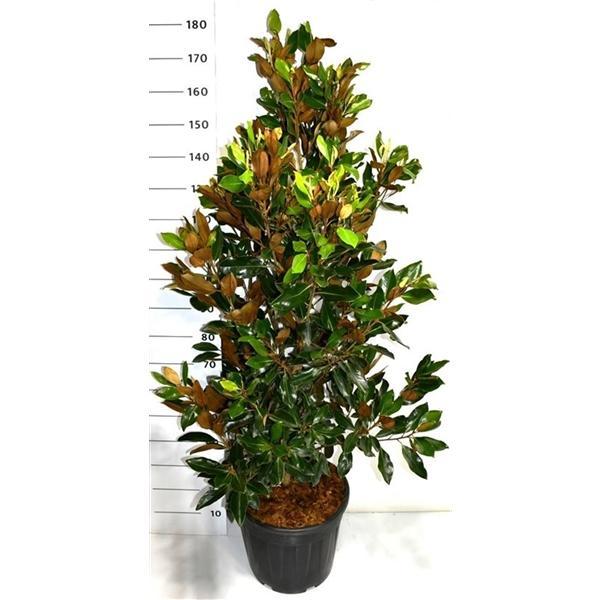 Горшечные цветы и растения оптом Magnolia Grandi Little Gem от 1шт из Голландии с доставкой по России