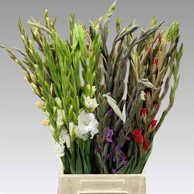 Срезанные цветы оптом Gladiolus sm gladdies от 70шт из Голландии с доставкой по России