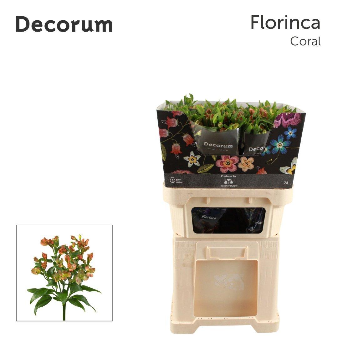 Срезанные цветы оптом Alstroemeria fl coral от 50шт из Голландии с доставкой по России