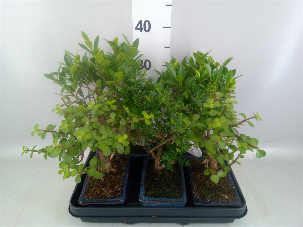 Горшечные цветы и растения оптом Bonsai ...mix от 5шт из Голландии с доставкой по России
