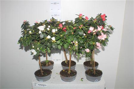 Горшечные цветы и растения оптом Rhodo Ov Stam от 6шт из Голландии с доставкой по России