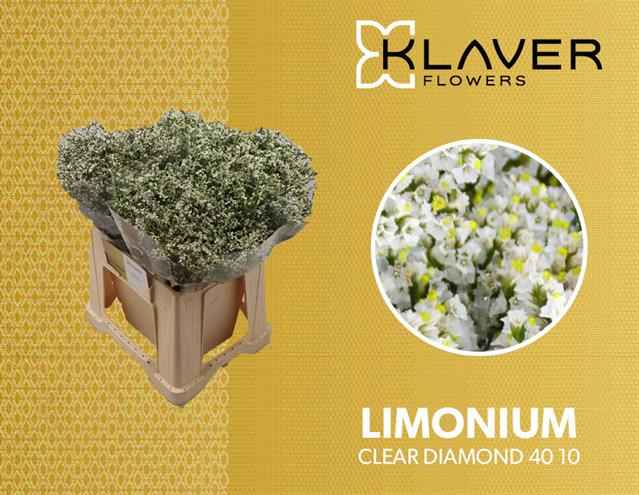 Срезанные цветы оптом Limonium clear diamond от 100шт из Голландии с доставкой по России