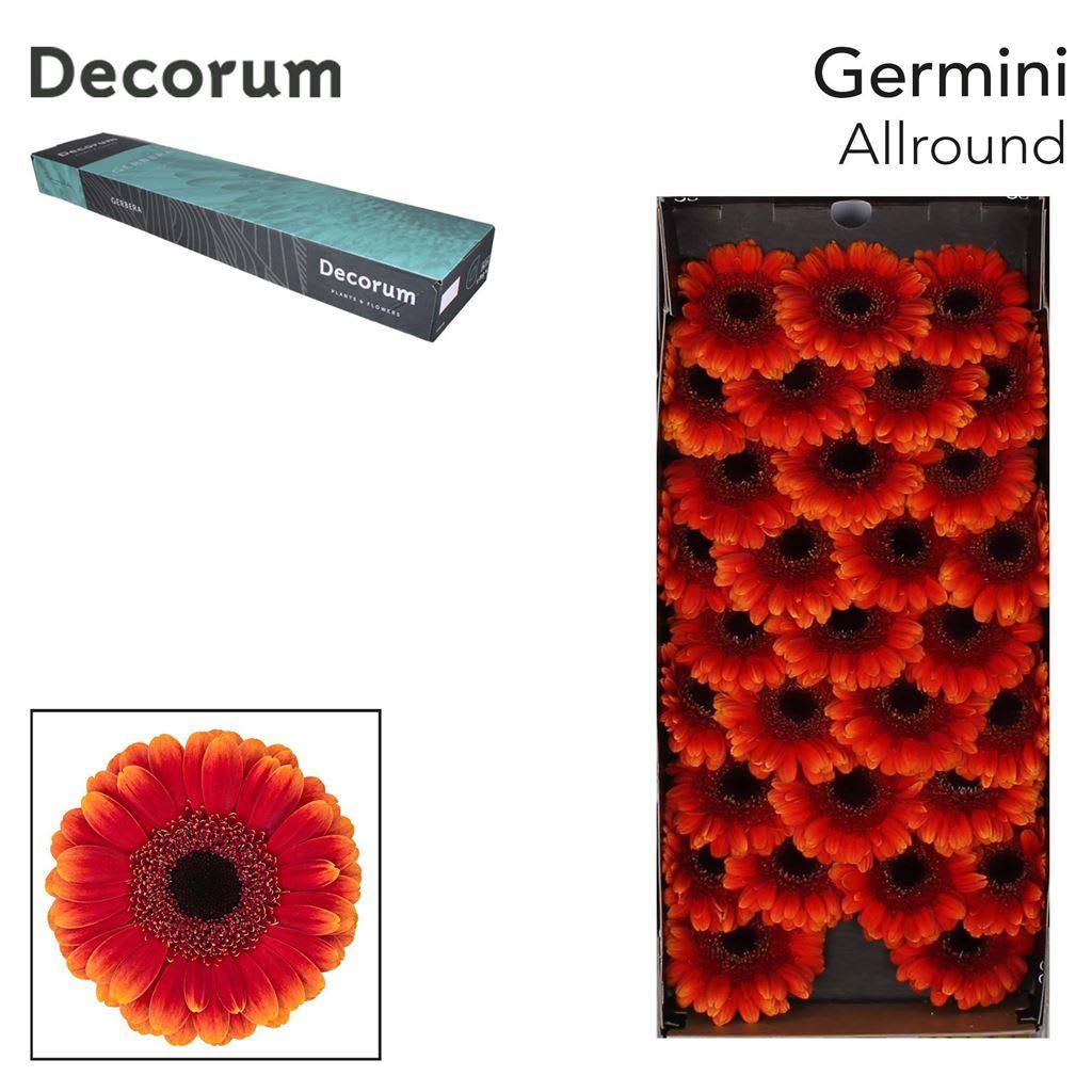 Срезанные цветы оптом Germini allround от 60шт из Голландии с доставкой по России