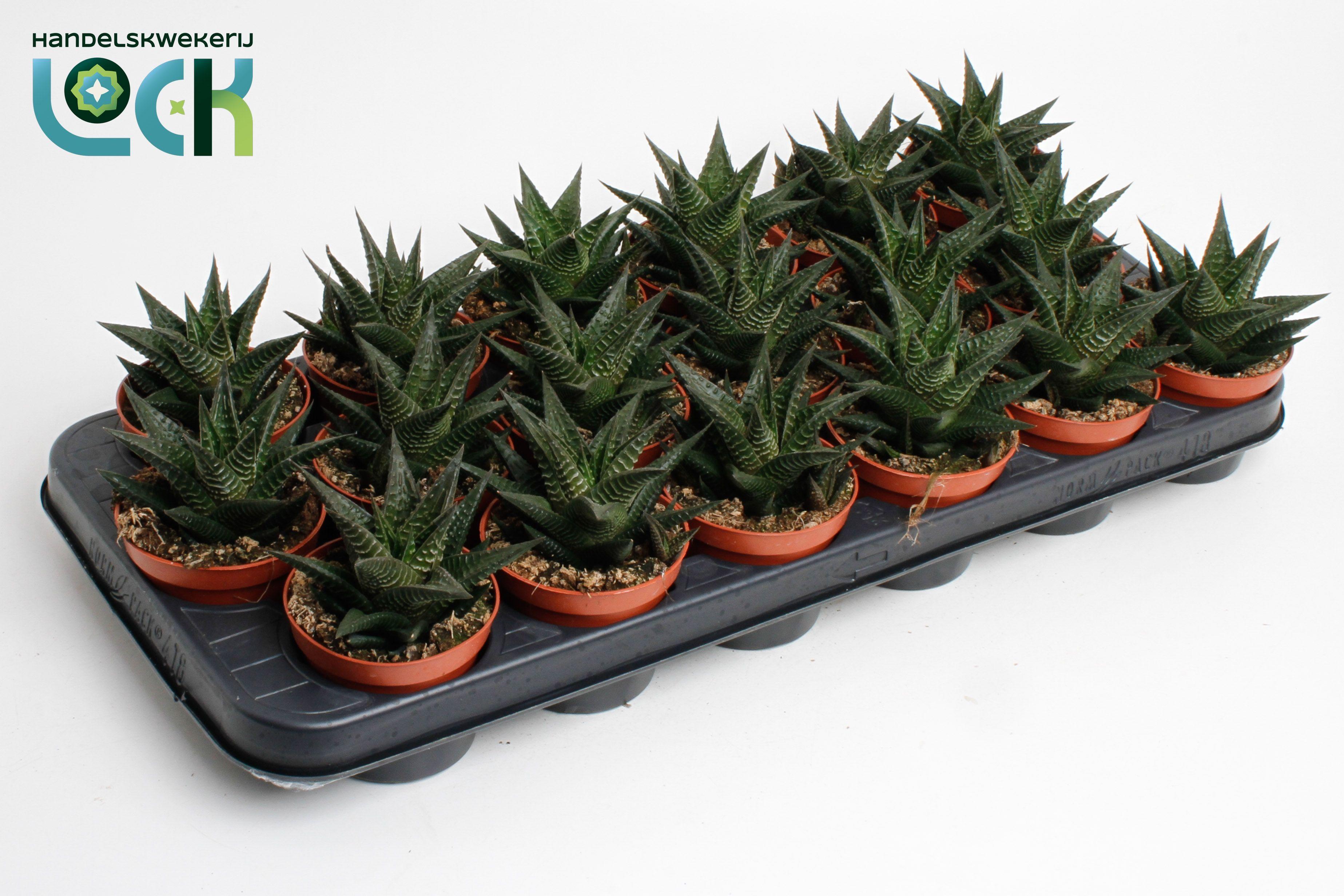 Горшечные цветы и растения оптом Haworthia Limifolia от 12шт (для телеги) из Голландии с доставкой по России