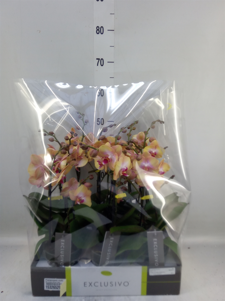 Горшечные цветы и растения оптом Phalaenopsis Multi.   ...orange от 6шт из Голландии с доставкой по России