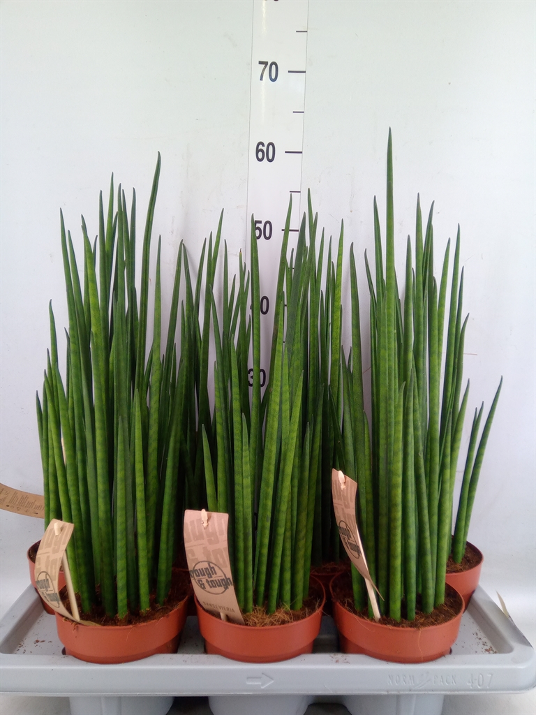 Горшечные цветы и растения оптом Sansevieria Bacularis от 7шт из Голландии с доставкой по России