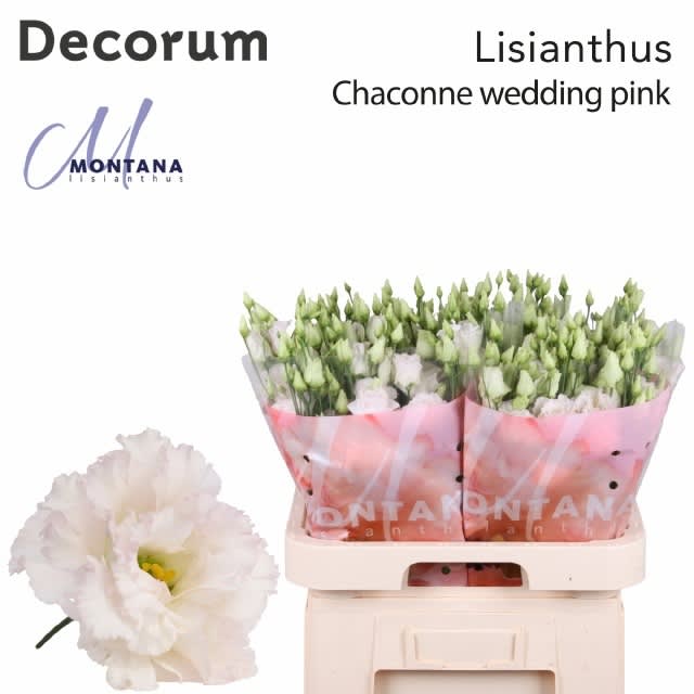 Срезанные цветы оптом Lisianthus do chaconne wedding pink от 40шт.. из Голландии с доставкой по России