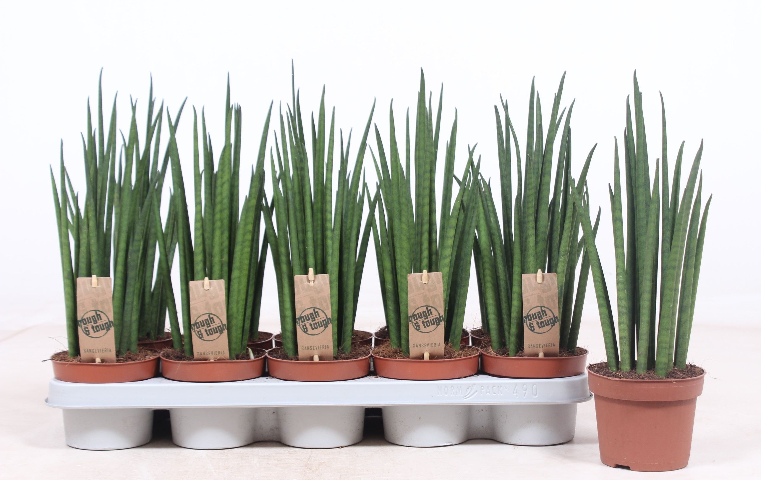 Горшечные цветы и растения оптом Sansevieria Mikado от 10шт из Голландии с доставкой по России