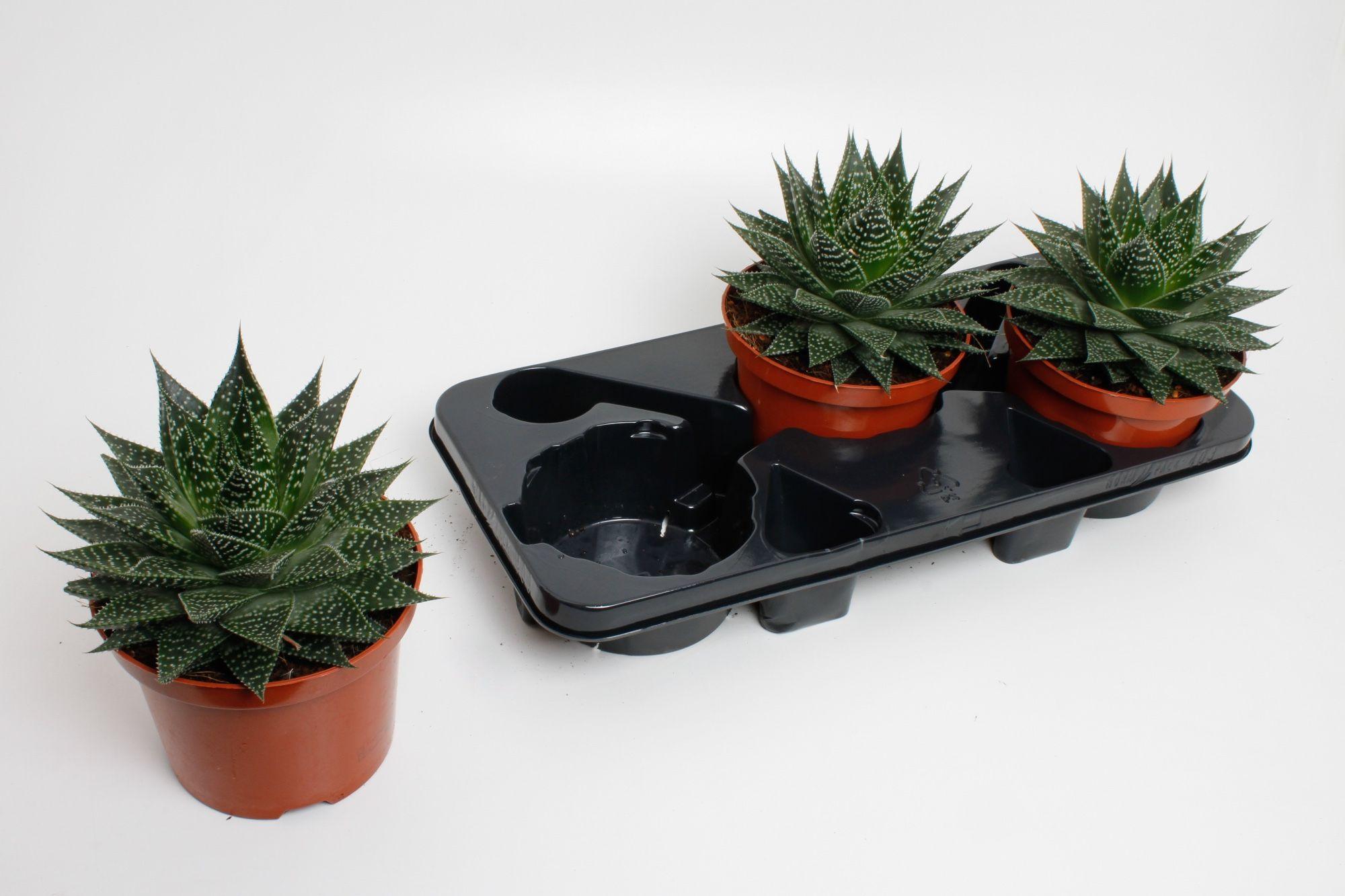 Горшечные цветы и растения оптом Aloe Aristata от 3шт из Голландии с доставкой по России