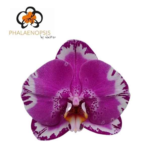 Срезанные цветы оптом Phalaenopsis victorio (per flower) от 25шт из Голландии с доставкой по России