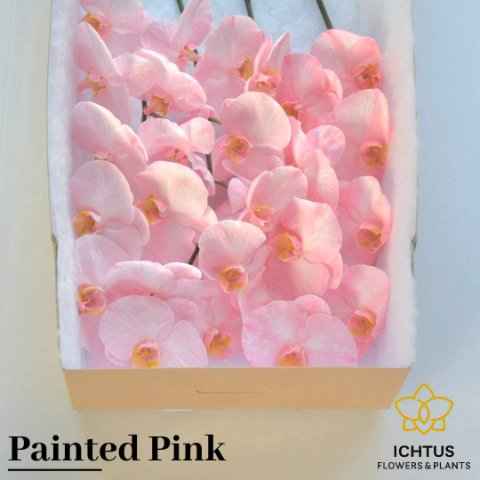 Срезанные цветы оптом Phalaenopsis paint pink от 10шт из Голландии с доставкой по России