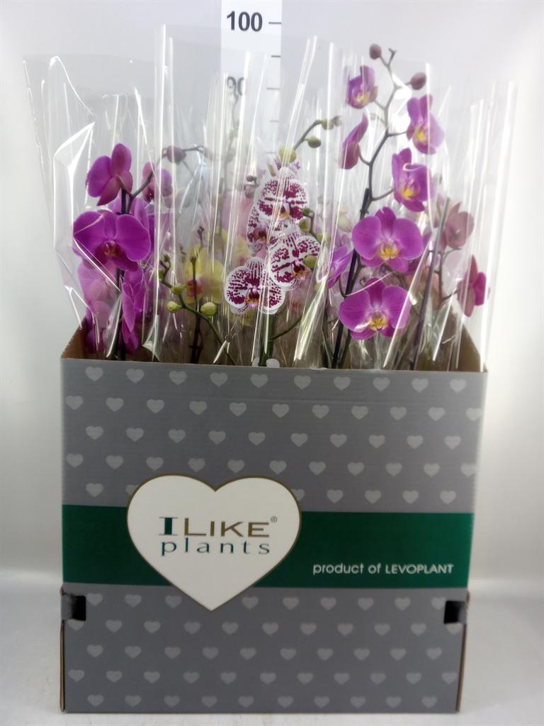 Горшечные цветы и растения оптом Phalaenopsis ...mix A от 12шт из Голландии с доставкой по России
