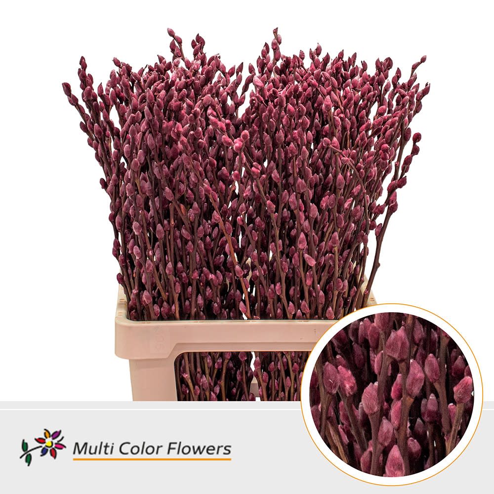 Срезанные цветы оптом Salix paint pussy willow bordeaux от 200шт.. из Голландии с доставкой по России