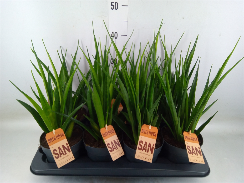 Горшечные цветы и растения оптом Sansevieria Cyl.  ... от 8шт из Голландии с доставкой по России
