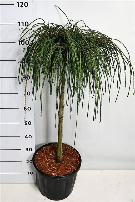 Горшечные цветы и растения оптом Thuja Plic Whipcord On Stem от 1шт из Голландии с доставкой по России