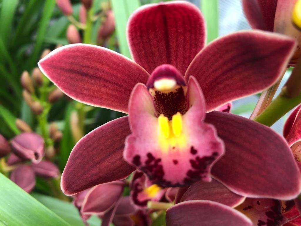 Срезанные цветы оптом Minicymbidium sultan от 10шт из Голландии с доставкой по России