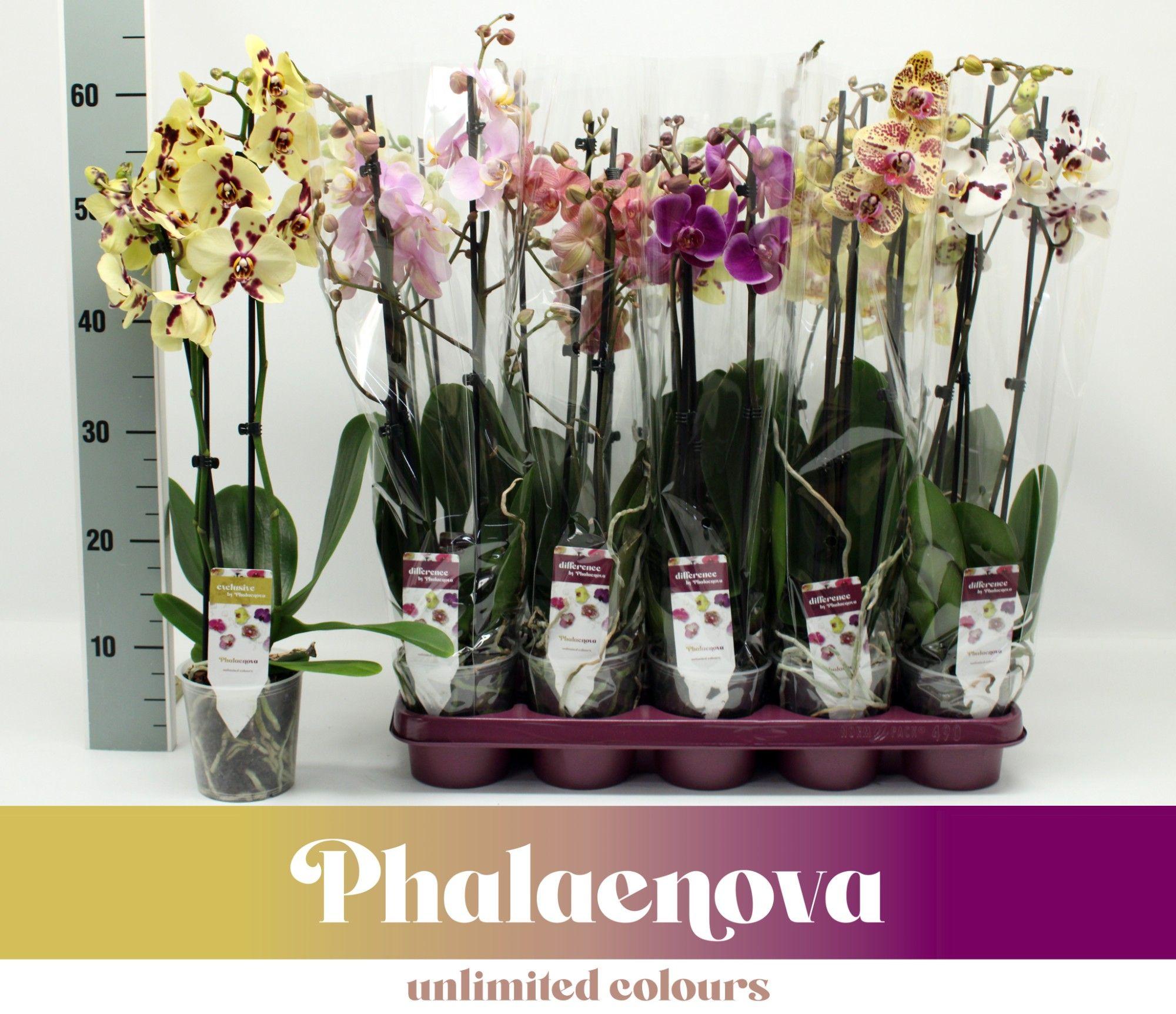 Горшечные цветы и растения оптом Phal 3st Mix 18+ (phalaenova) от 10шт из Голландии с доставкой по России