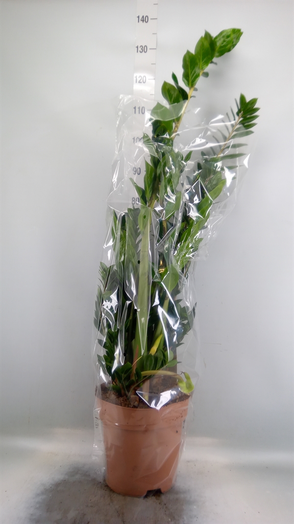 Горшечные цветы и растения оптом Zamioculcas Zamiifolia от 1шт из Голландии с доставкой по России