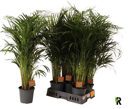 Горшечные цветы и растения оптом Dypsis Lutescens 25pp от 5шт из Голландии с доставкой по России