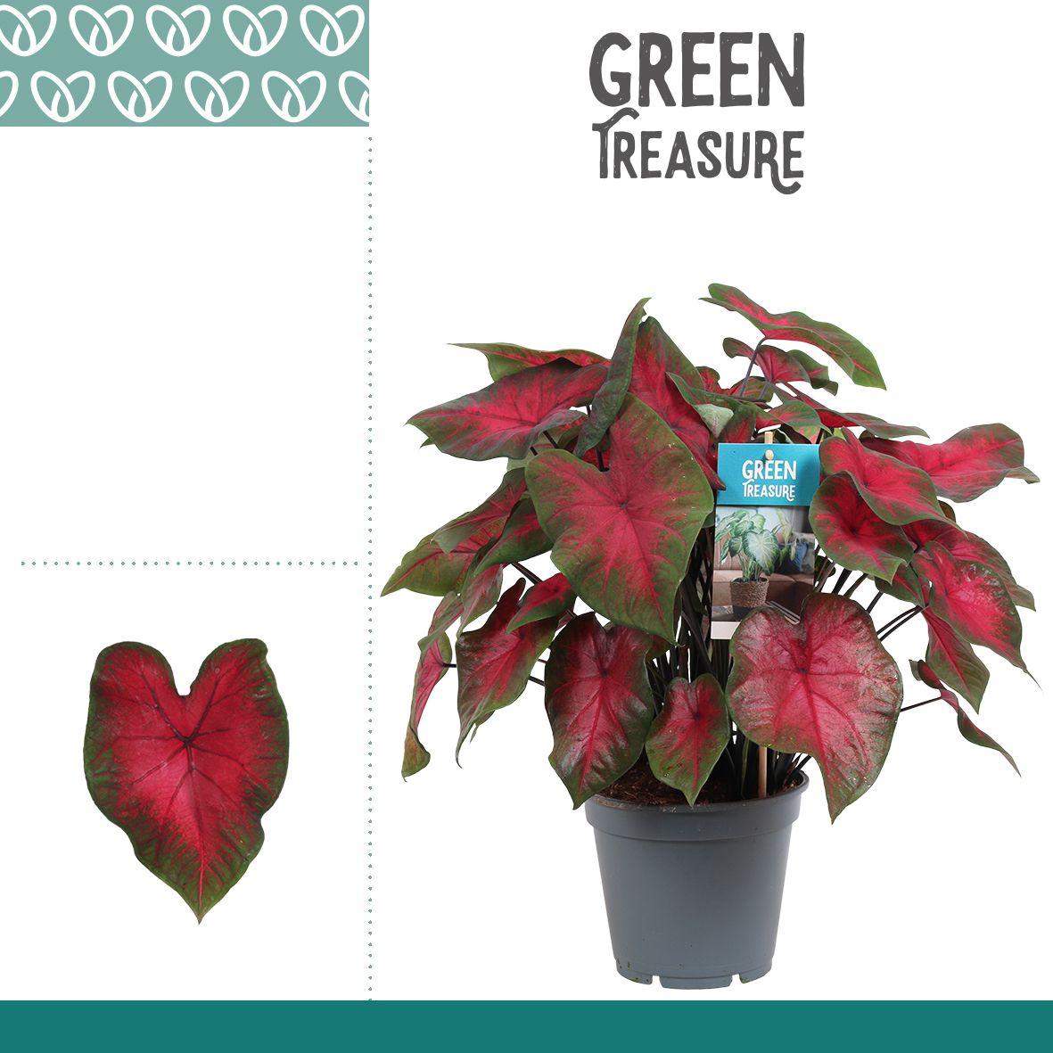 Горшечные цветы и растения оптом Caladium Red от 6шт из Голландии с доставкой по России