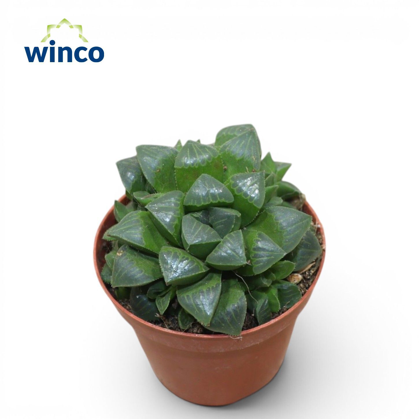 Горшечные цветы и растения оптом Haworthia Retusa Ssp. от 18шт (для телеги) из Голландии с доставкой по России