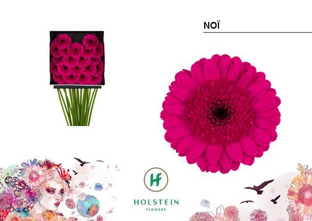 Срезанные цветы оптом Germini diamond noi от 20шт из Голландии с доставкой по России