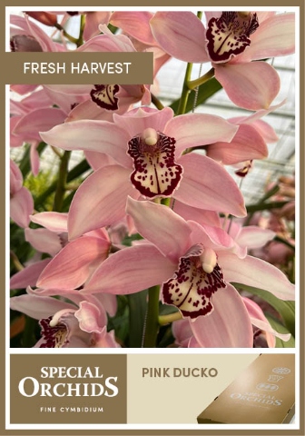 Срезанные цветы оптом Cymbidium pink ducko rose от 2шт из Голландии с доставкой по России