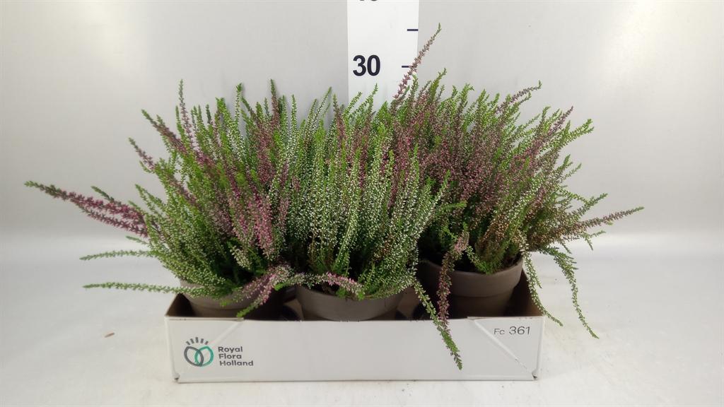 Горшечные цветы и растения оптом Calluna Vulg. garden G Twin от 6шт из Голландии с доставкой по России