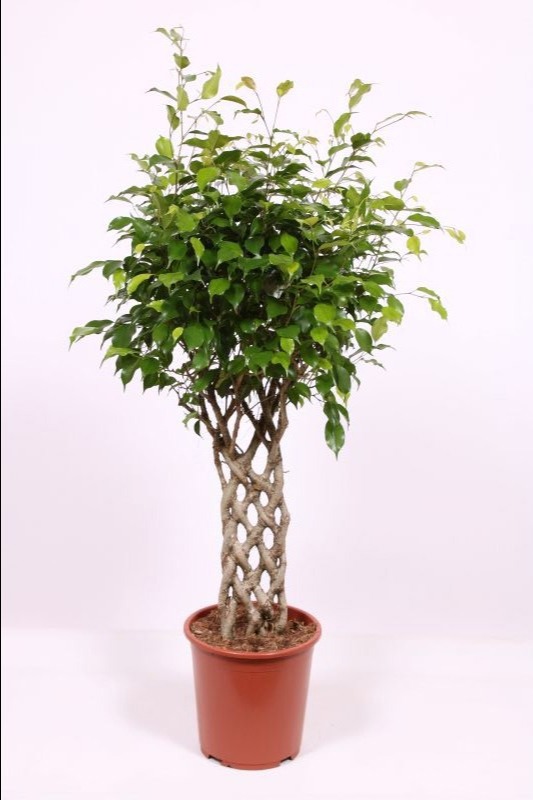 Горшечные цветы и растения оптом Ficus Be Exotica Tube от 1шт из Голландии с доставкой по России