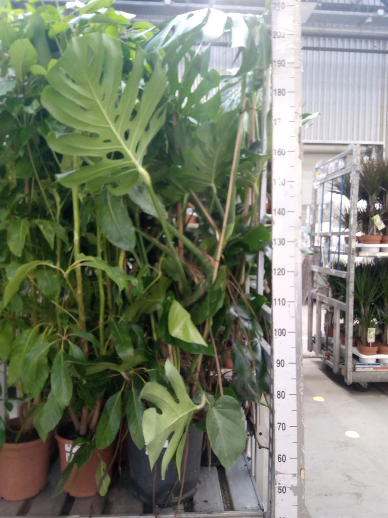Горшечные цветы и растения оптом Monstera Delic. от 1шт из Голландии с доставкой по России