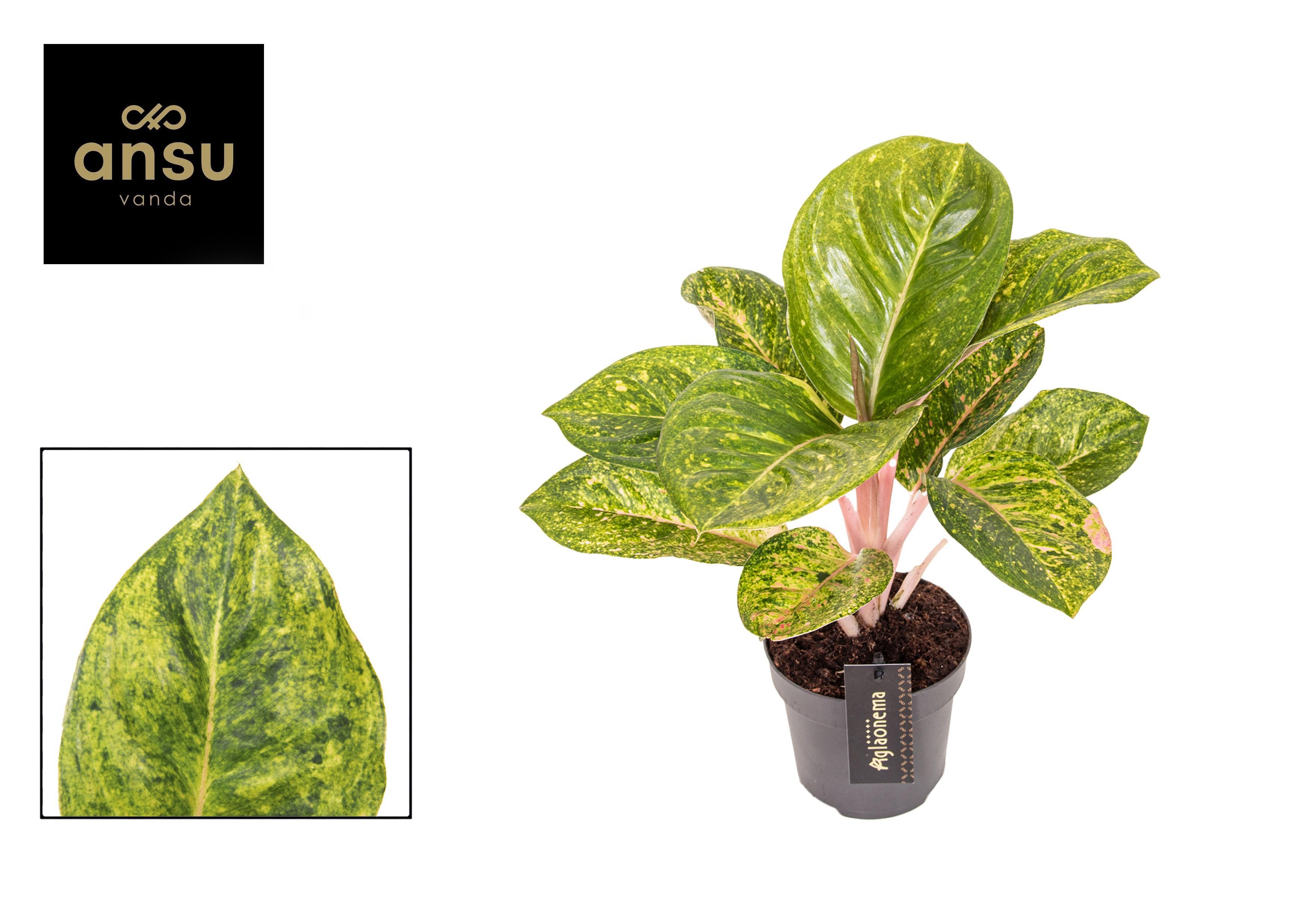 Горшечные цветы и растения оптом Aglaonema Apple Green от 4шт из Голландии с доставкой по России