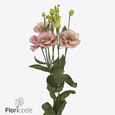 Срезанные цветы оптом Lisianthus do sabrina orange от 40шт из Голландии с доставкой по России