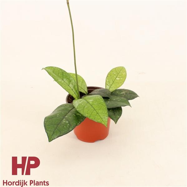 Горшечные цветы и растения оптом Hoya Crassipetiolata от 14шт (для телеги) из Голландии с доставкой по России