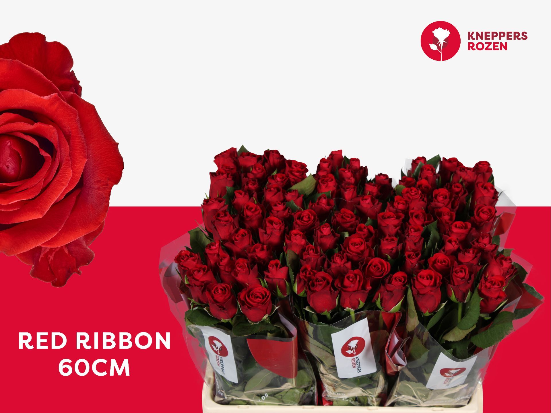 Срезанные цветы оптом Rosa la red ribbon от 80шт из Голландии с доставкой по России