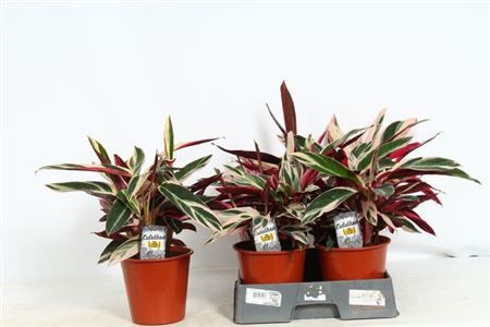 Горшечные цветы и растения оптом Strom Sa Triostar от 5шт из Голландии с доставкой по России