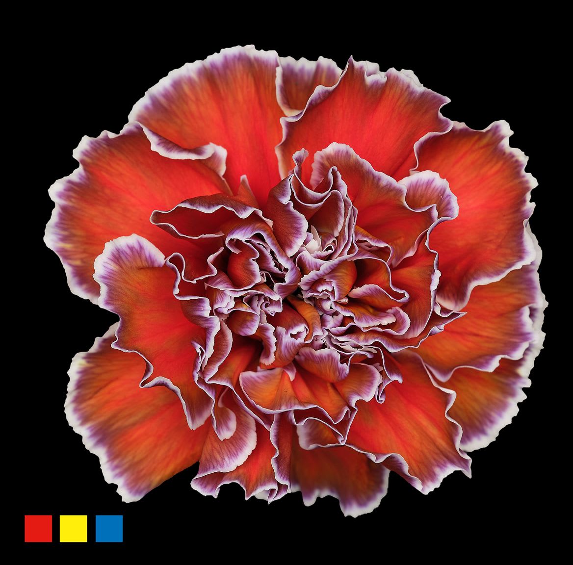 Срезанные цветы оптом Dianthus st paint aruba от 80шт из Голландии с доставкой по России