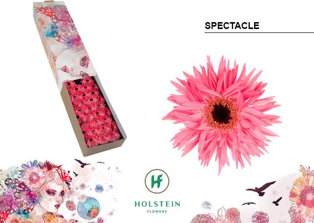 Срезанные цветы оптом Germini gerspider spectacle от 60шт из Голландии с доставкой по России