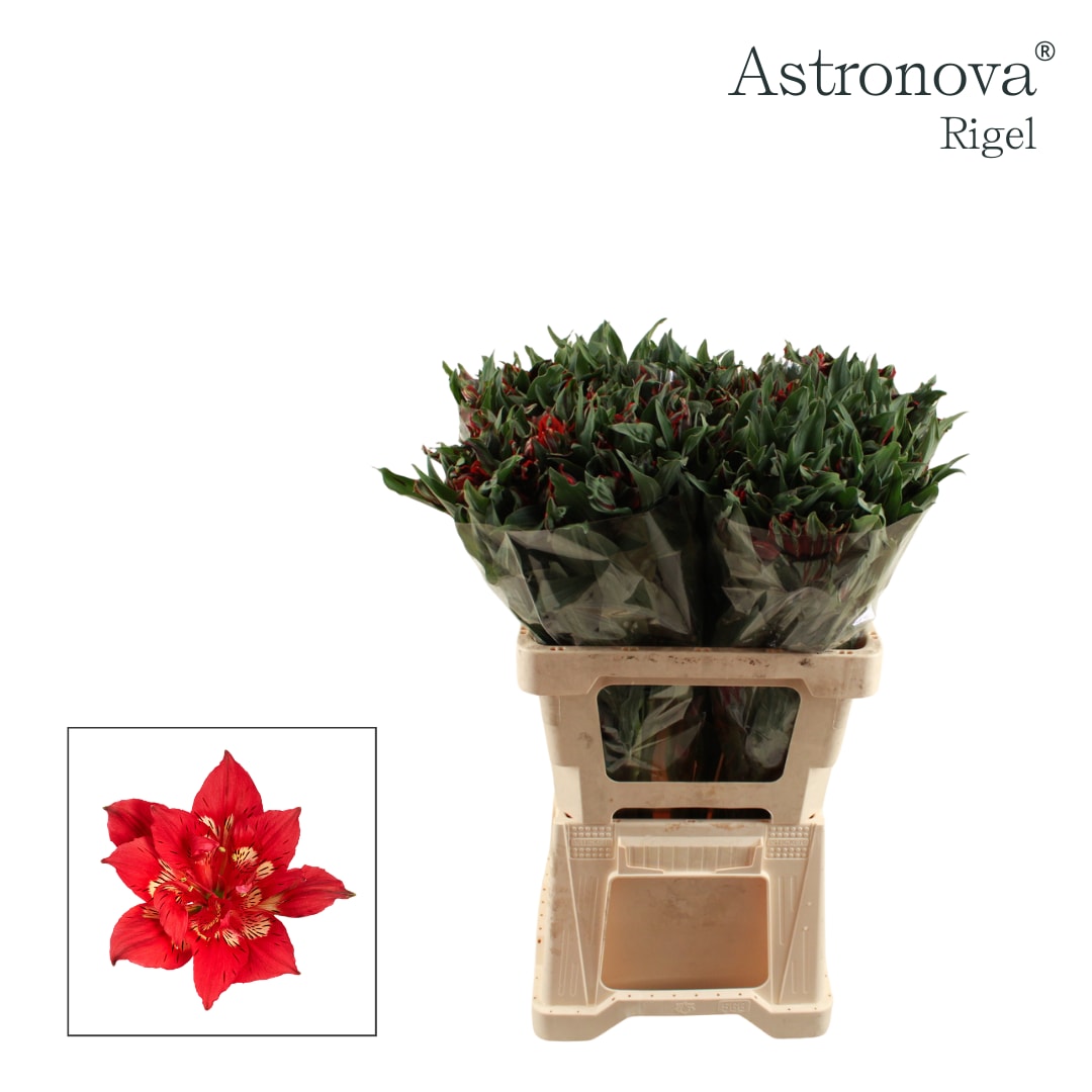 Срезанные цветы оптом Alstroemeria si astronova rigel от 50шт из Голландии с доставкой по России