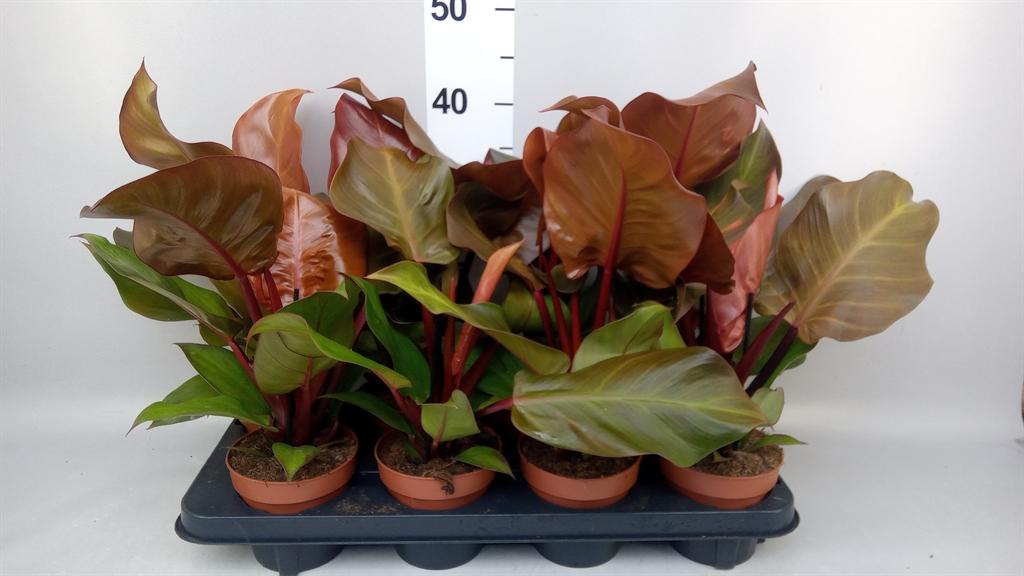 Горшечные цветы и растения оптом Philodendron sunlight от 8шт из Голландии с доставкой по России