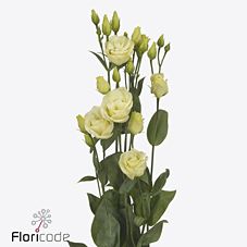 Срезанные цветы оптом Lisianthus do rosita yellow от 60шт из Голландии с доставкой по России