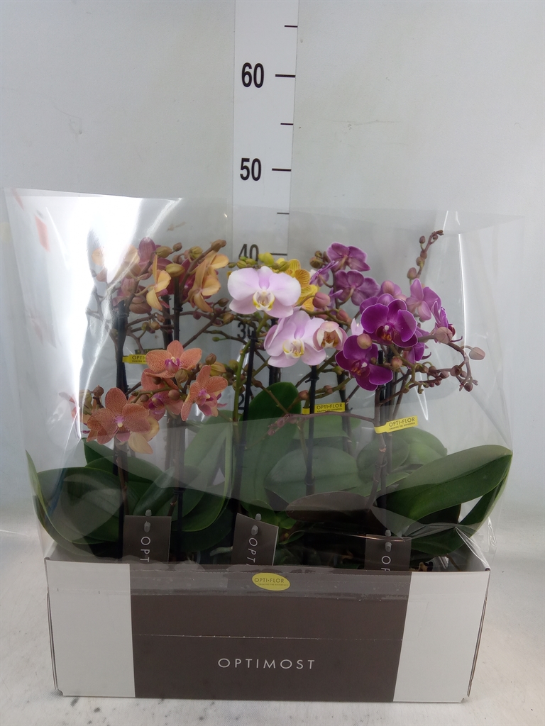 Горшечные цветы и растения оптом Phalaenopsis Multi.   ...mix  6 от 6шт из Голландии с доставкой по России