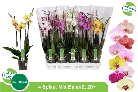 Горшечные цветы и растения оптом Phal Gem 4 Branches 20+ от 10шт из Голландии с доставкой по России