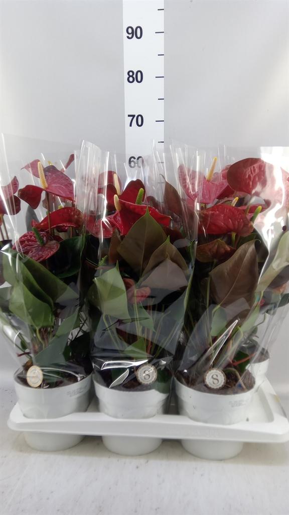 Горшечные цветы и растения оптом Anthurium Andr. coral Champion от 6шт из Голландии с доставкой по России