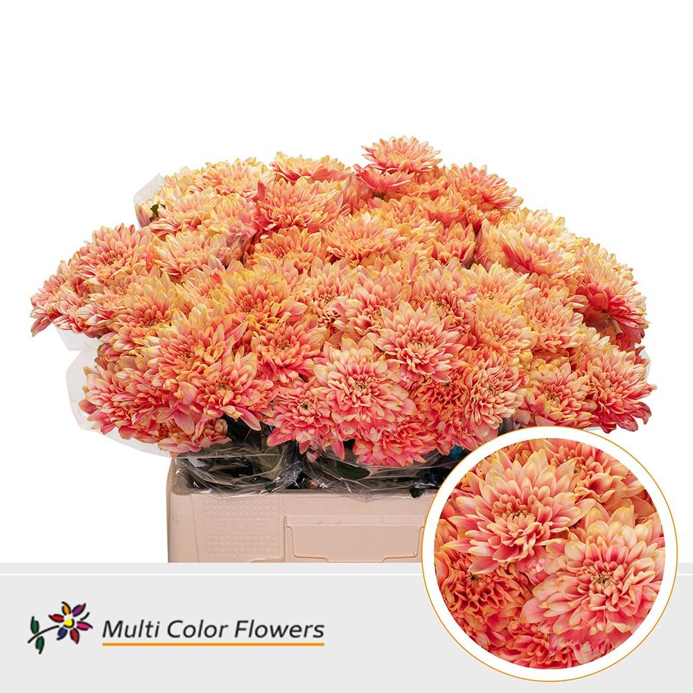 Срезанные цветы оптом Chrys sp paint baltica sunset от 40шт из Голландии с доставкой по России