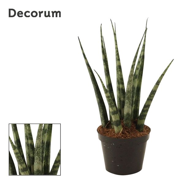 Горшечные цветы и растения оптом Sansevieria Fernwood (decorum) от 14шт из Голландии с доставкой по России