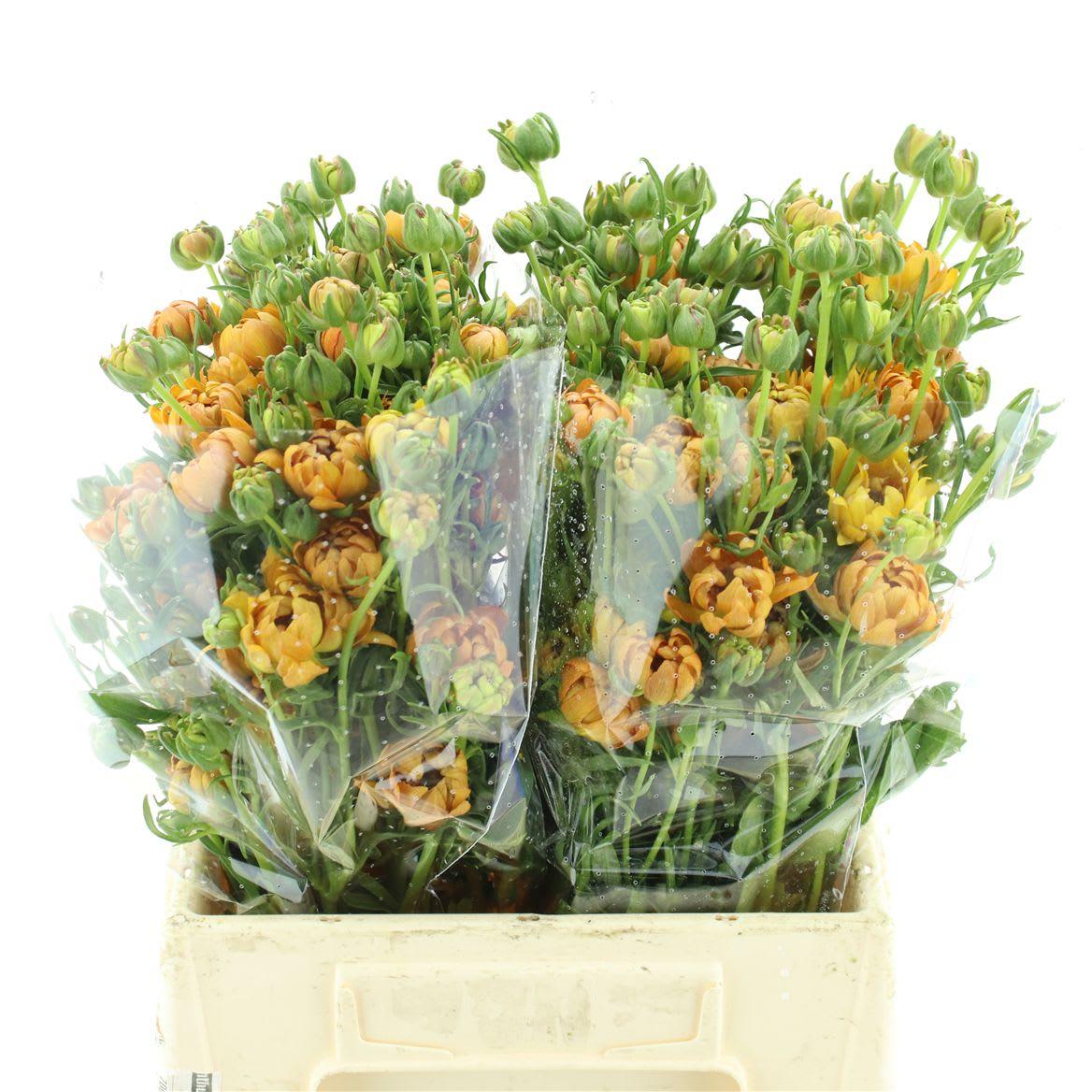 Срезанные цветы оптом Ranunculus natura moderna natura от 80шт из Голландии с доставкой по России